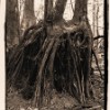 Deep Roots (3)