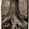 Deep Roots (1)