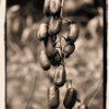 Seed Pods